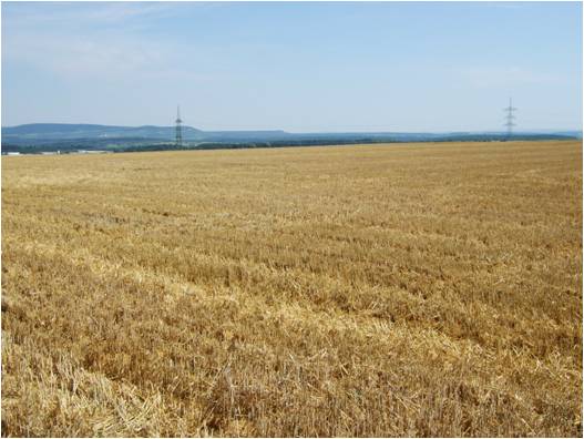 Schwierige Bestimmung der Vegetation; abgeerntete Flche